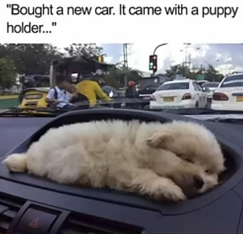 Bought a new car It came with a puppy holder