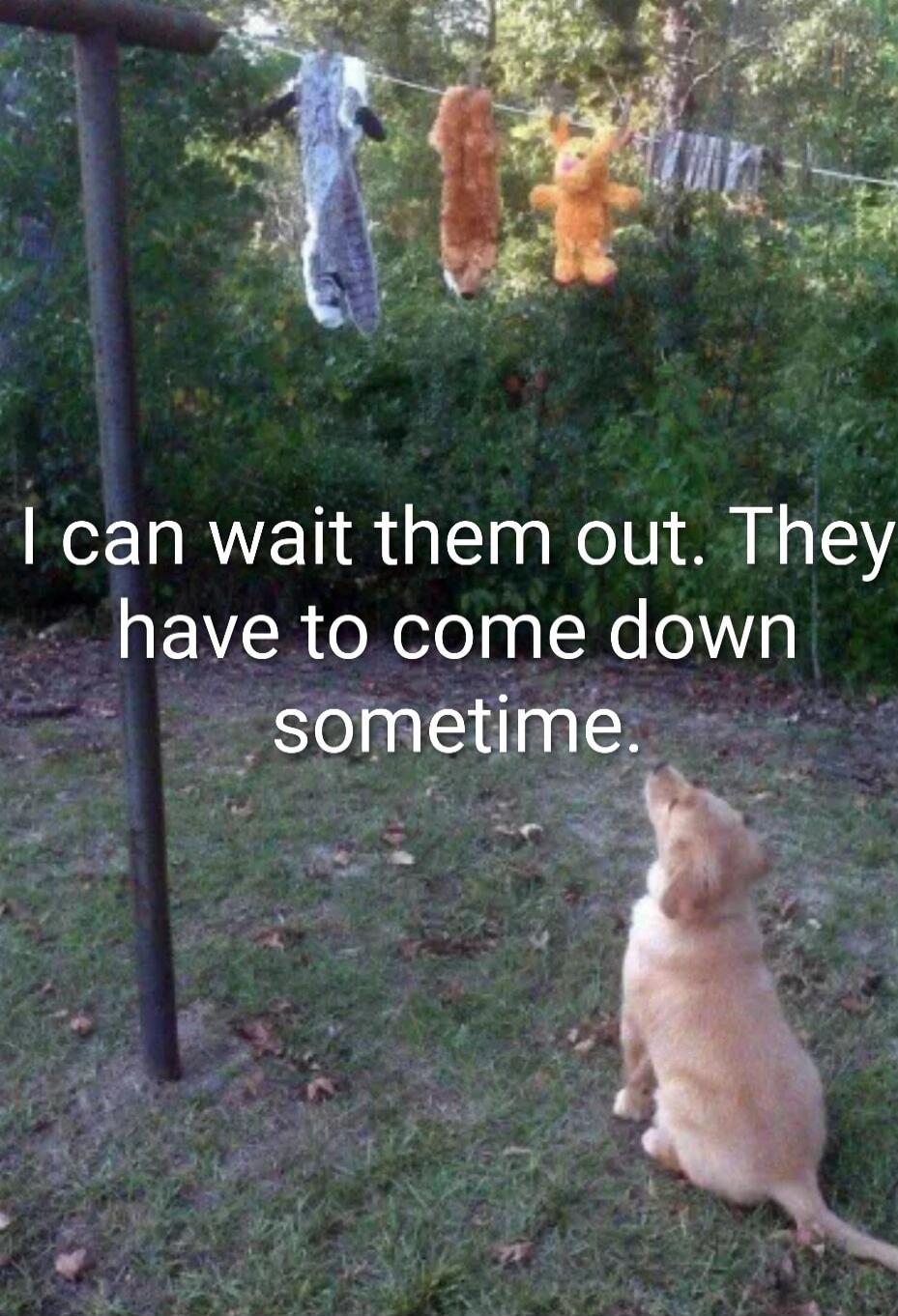 I can wait them out. They have to come down sometime.