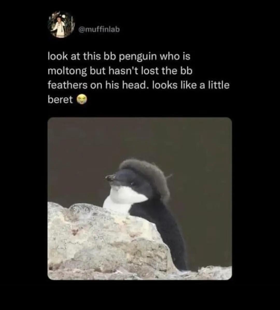 oo look at this bb penguin who is moltong but hasnt lost the bb feathers on his head looks like a little beret