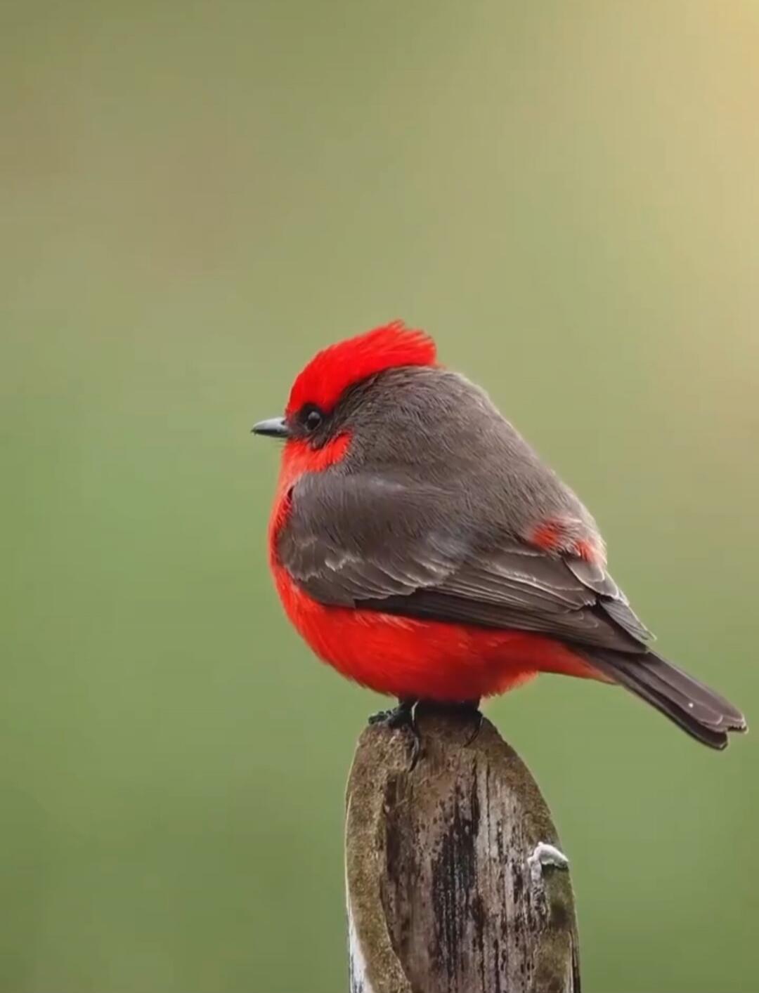 A bright red bird with gray wings perched on a weathered wooden post against a soft green background.