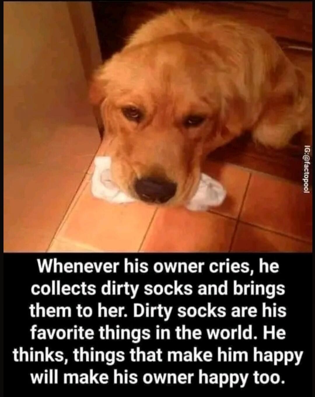 Whenever his owner cries, he collects dirty socks and brings them to her. Dirty socks are his favorite things in the world. He thinks, things that make him happy will make his owner happy too.