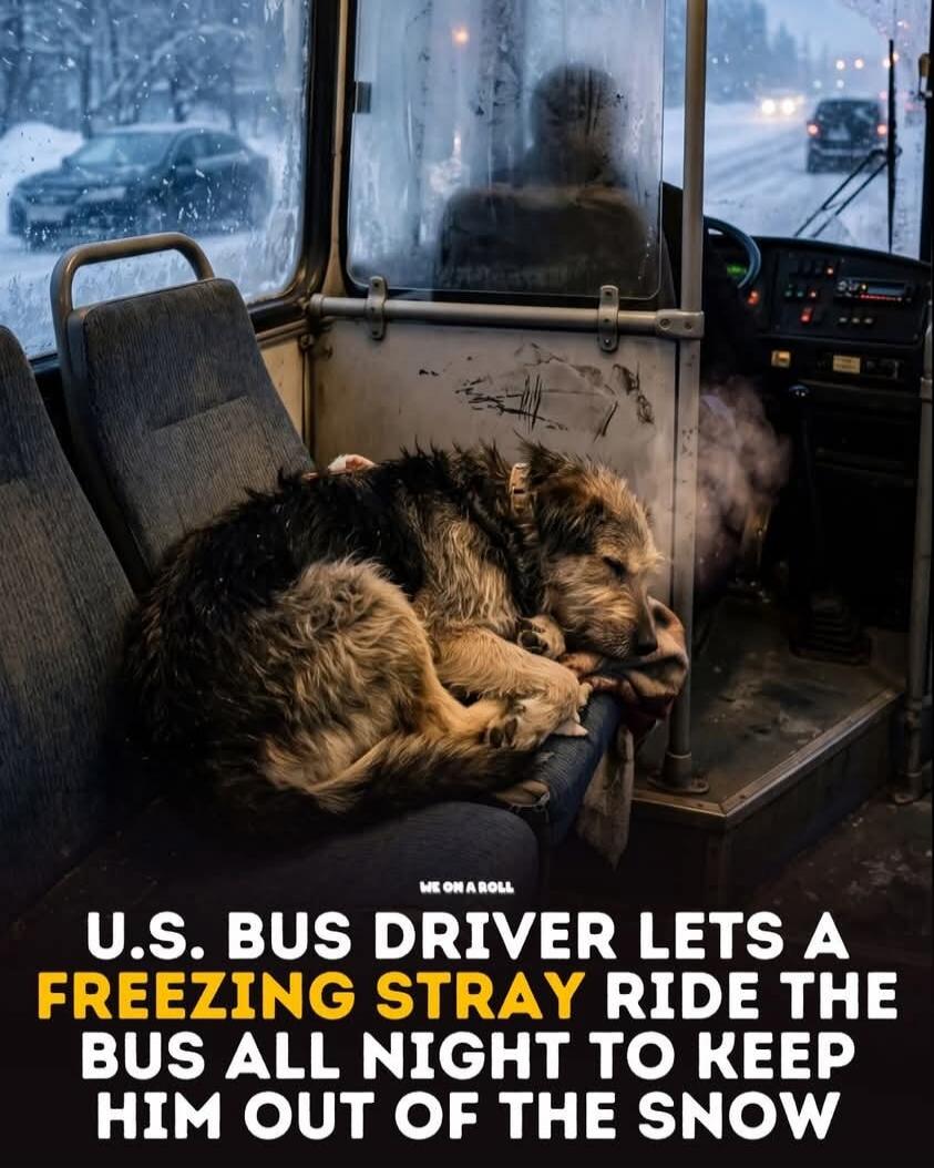 U.S. BUS DRIVER LETS A FREEZING STRAY RIDE THE BUS ALL NIGHT TO KEEP HIM OUT OF THE SNOW