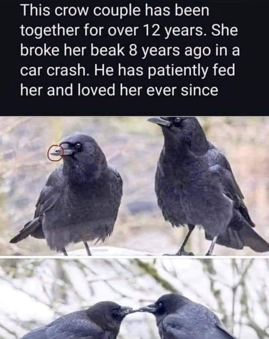 This crow couple has been L LT ol o T o AT T 3N broke her beak 8 years ago in a car crash He has patiently fed her and loved her ever since