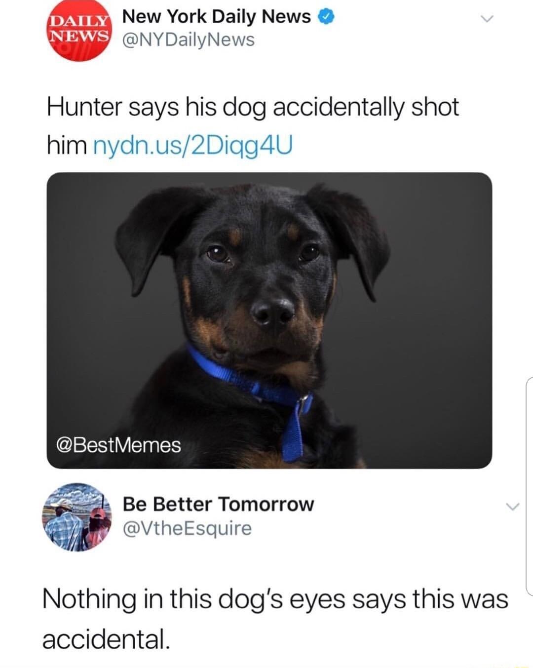 New York Daily News NYDailyNews Hunter says his dog accidentally shot him nydnus2Diqg4U estMemes 2k Be Better Tomorrow vtheEsquire Nothing in this dogs eyes says this was accidental