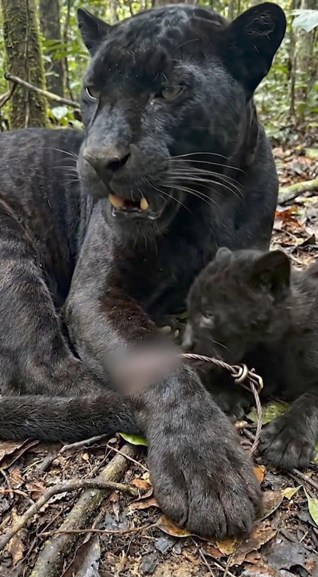 A black panther resting with its cub in a forest setting.
