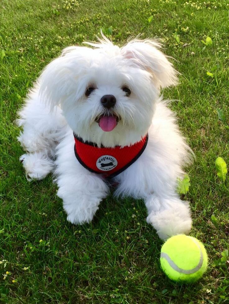 Wagtastic