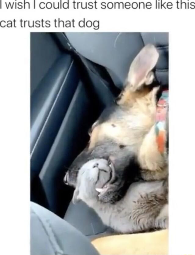 Il wish coula trust someone like this cat trusts that dog
