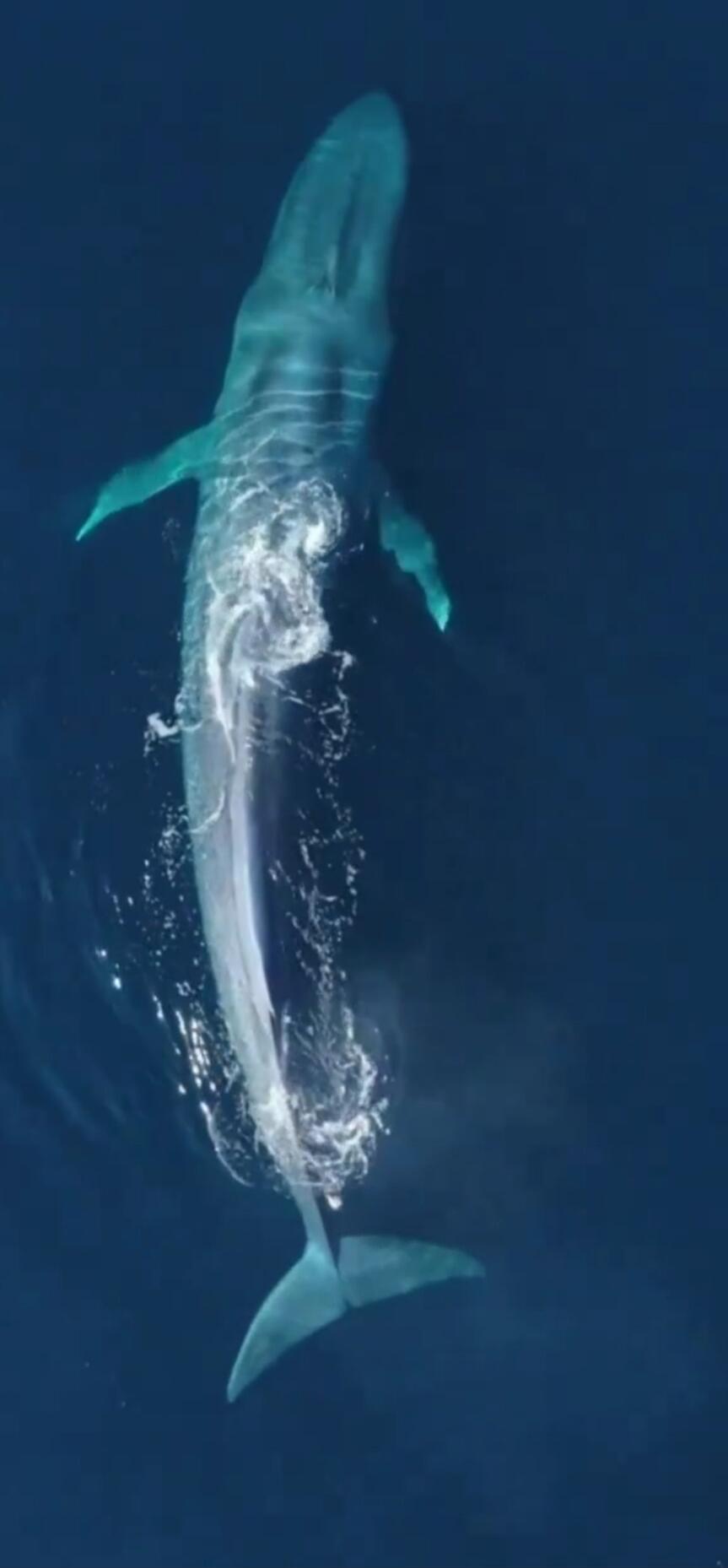 Underwater image of a large marine animal, possibly a whale or shark, swimming in deep blue water.