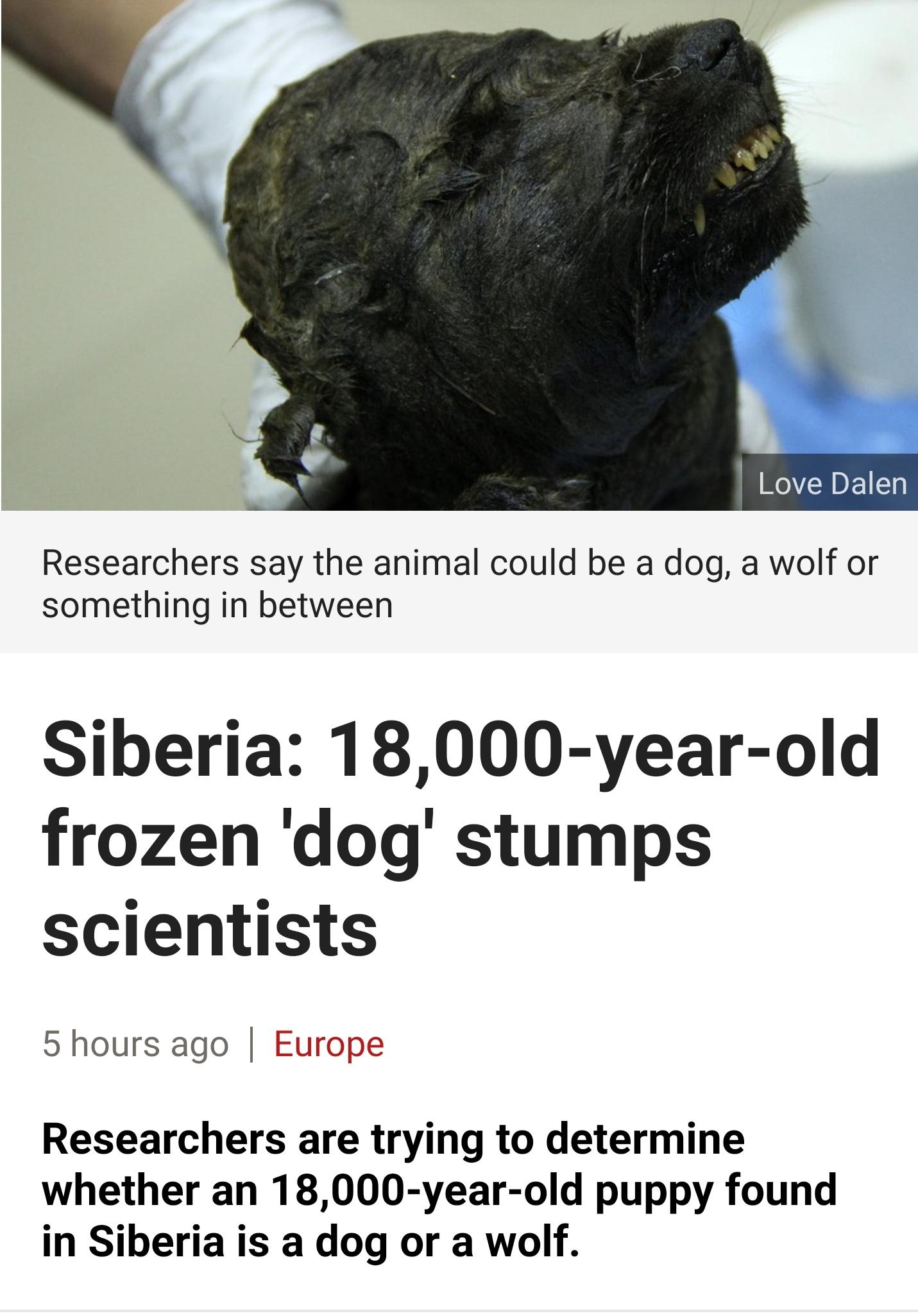 Love Dalen Researchers say the animal could be a dog a wolf or something in between Siberia 18000 year old frozen dog stumps scientists 5hours ago Europe Researchers are trying to determine whether an 18000 year old puppy found in Siberia is a dog or a wolf