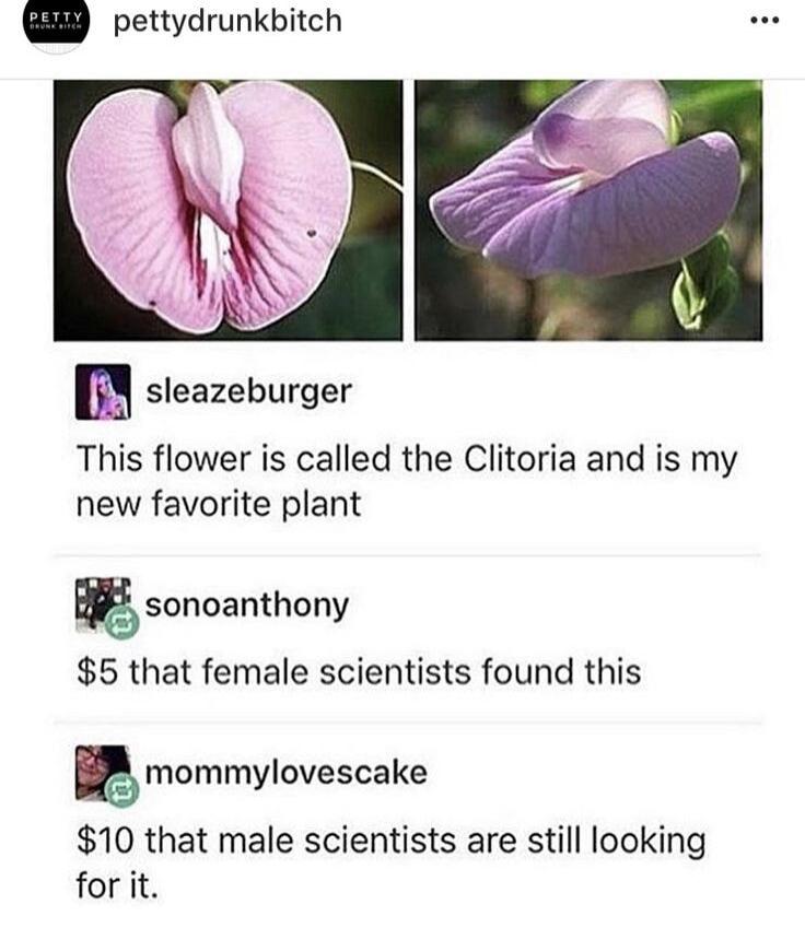 PETTY pettydrunkbitсh sleazeburger This flower is called the Clitoria and is my new favorite plant sonoanthony $5 that female scientists found this mommylovescake $10 that male scientists are still looking for it.
