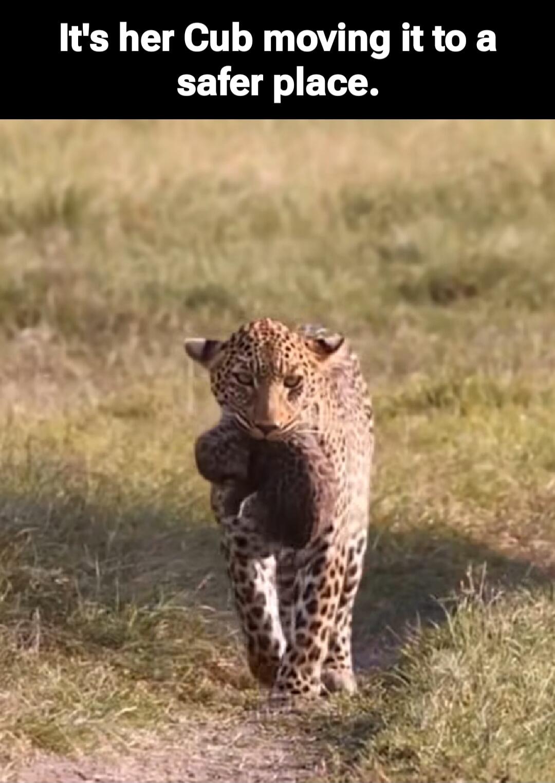 It's her Cub moving it to a safer place.