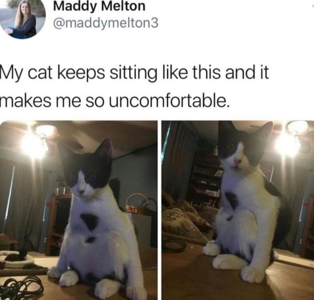 y cat keeps sitting like this and it akes me so uncomfortable