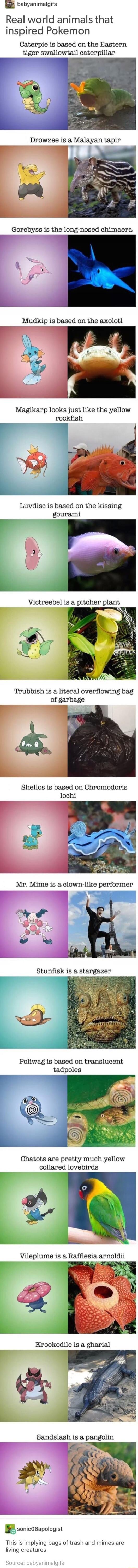 babyanimalgifs Real world animals that inspired Pokemon Caterpie is based on the Eastern tiger swallowtail caterpillar Drowzee is a Malayan tapir Gorebyss is the long nosed chimaera Magikarp looks just like the yellow rockfish Victreebel is a pitcher plant Trubbish is a literal overflowing bag of garbage 3 Shellos is based on Chromodoris lochi Poliwag is based on translucent tadpoles Chatots are p