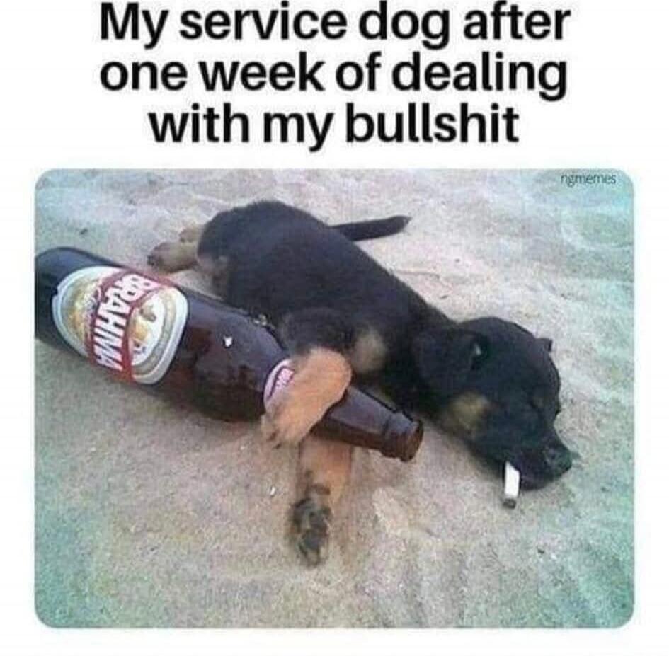 My service dog after one week of dealing with my bullshit