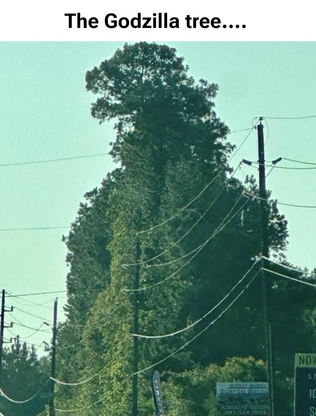 The Godzilla tree....