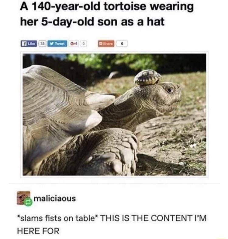 A 140 year old tortoise wearing her 5 day old son as a hat slams fists on table THIS IS THE CONTENT IM HERE FOR