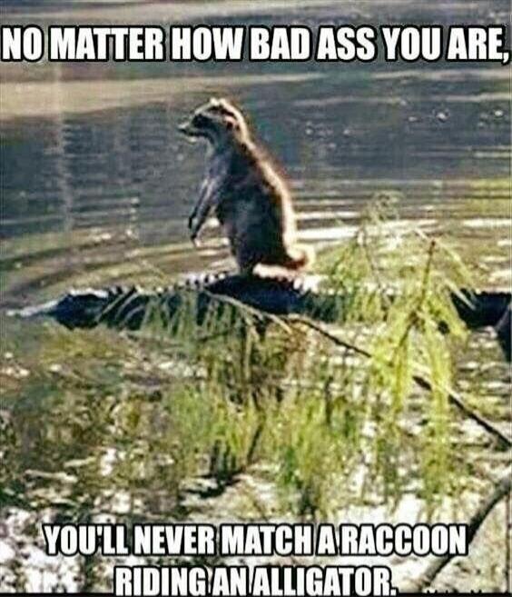 NO MATTER HOW BAD ASS YOU ARE, YOU'LL NEVER MATCH A RACCOON RIDING AN ALLIGATOR.