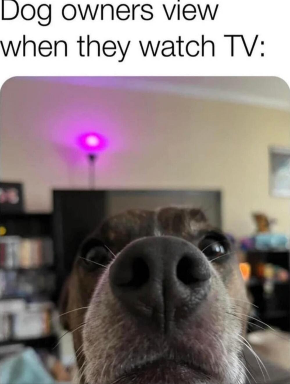 Dog owners view when they watch TV: