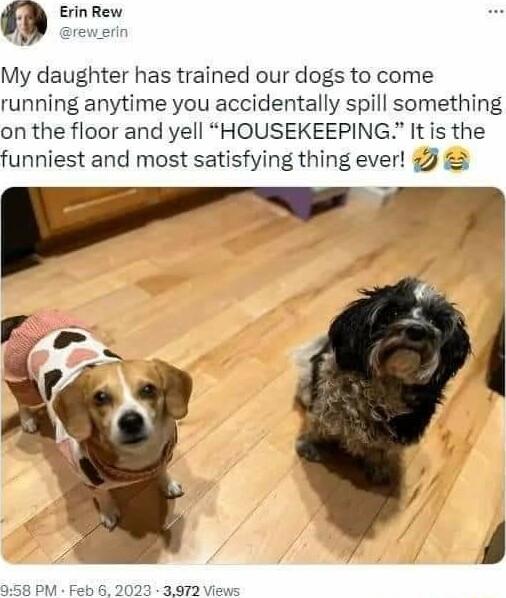 My daughter has trained our dogs to come running anytime you accidentally spill something on the floor and yell HOUSEKEEPING It is the funniest and most satisfying thing ever i 3 3972V