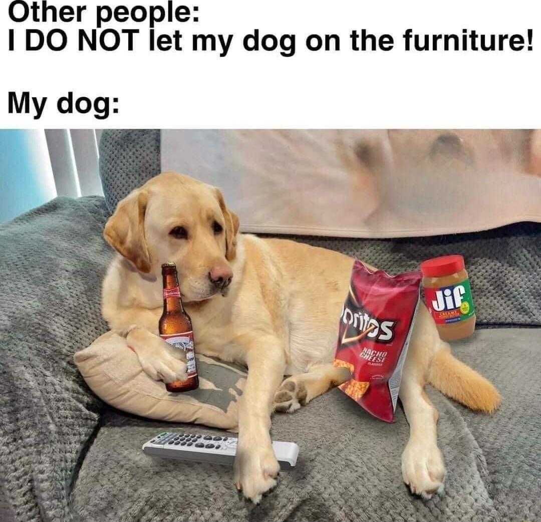 1 DO NOT let my dog on the furniture My dog
