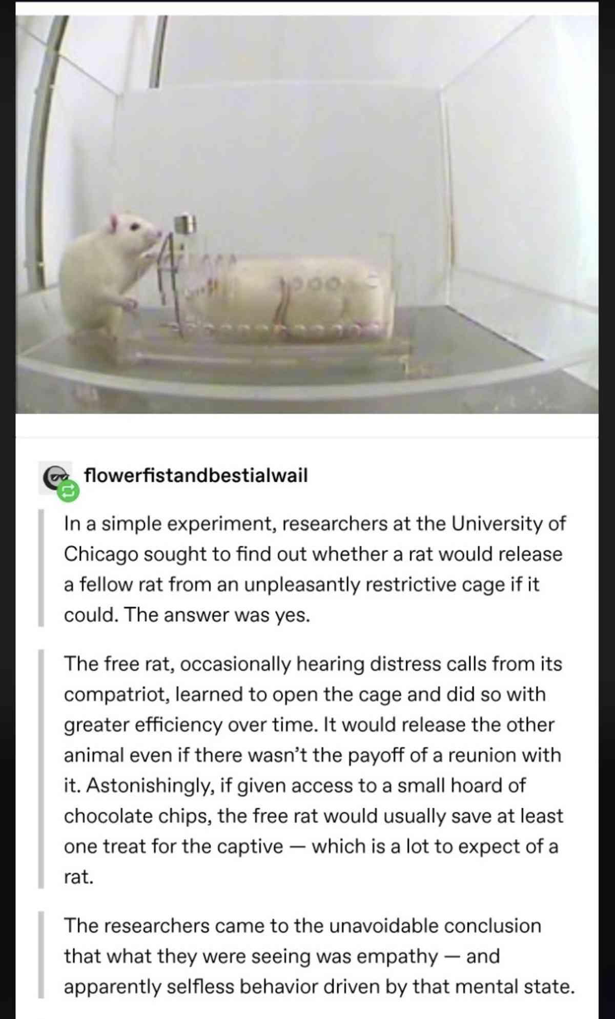 Q flowerfistandbestialwail Ina simple experiment researchers at the University of Chicago sought to find out whether a rat would release afellow rat from an unpleasantly restrictive cage if it could The answer was yes The free rat occasionally hearing distress calls from its compatriot learned to open the cage and did so with greater efficiency over time It would release the other animal even if t