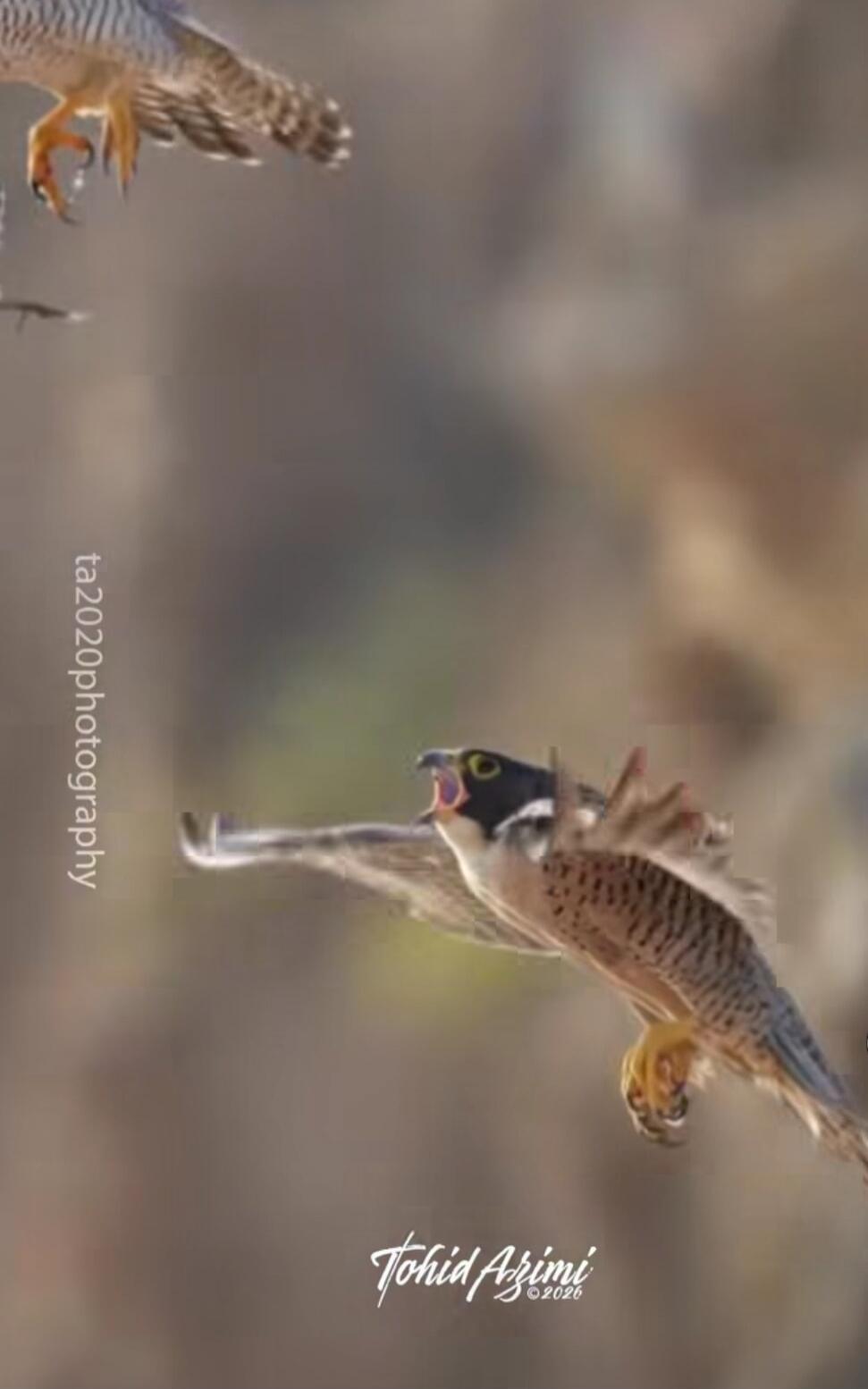 Two falcons in flight. One falcon in the foreground has its mouth open, possibly calling or in mid-action. The other falcon is partially visible in the background. Text on image: ta2020photography, Tohid Azimi ©2020.