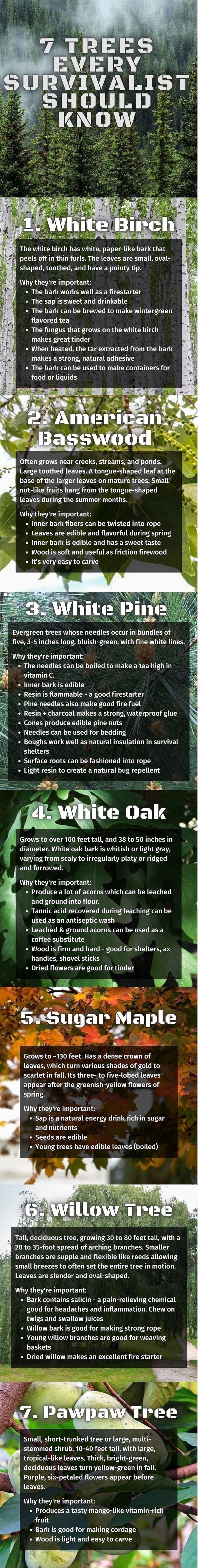 ERY RVIVALIST SHOULD NOW peels off in thin furls The leaves are small oval Why theyre important The bark works well as a firestarter The sap is sweet and drinkable The bark can be brewed to make wintergreen flavored tea The fungus that grows on the white birch makes great tinder When heated the tar extracted from the bark makes a strong natural adhesive The bark can be used to make containers for 