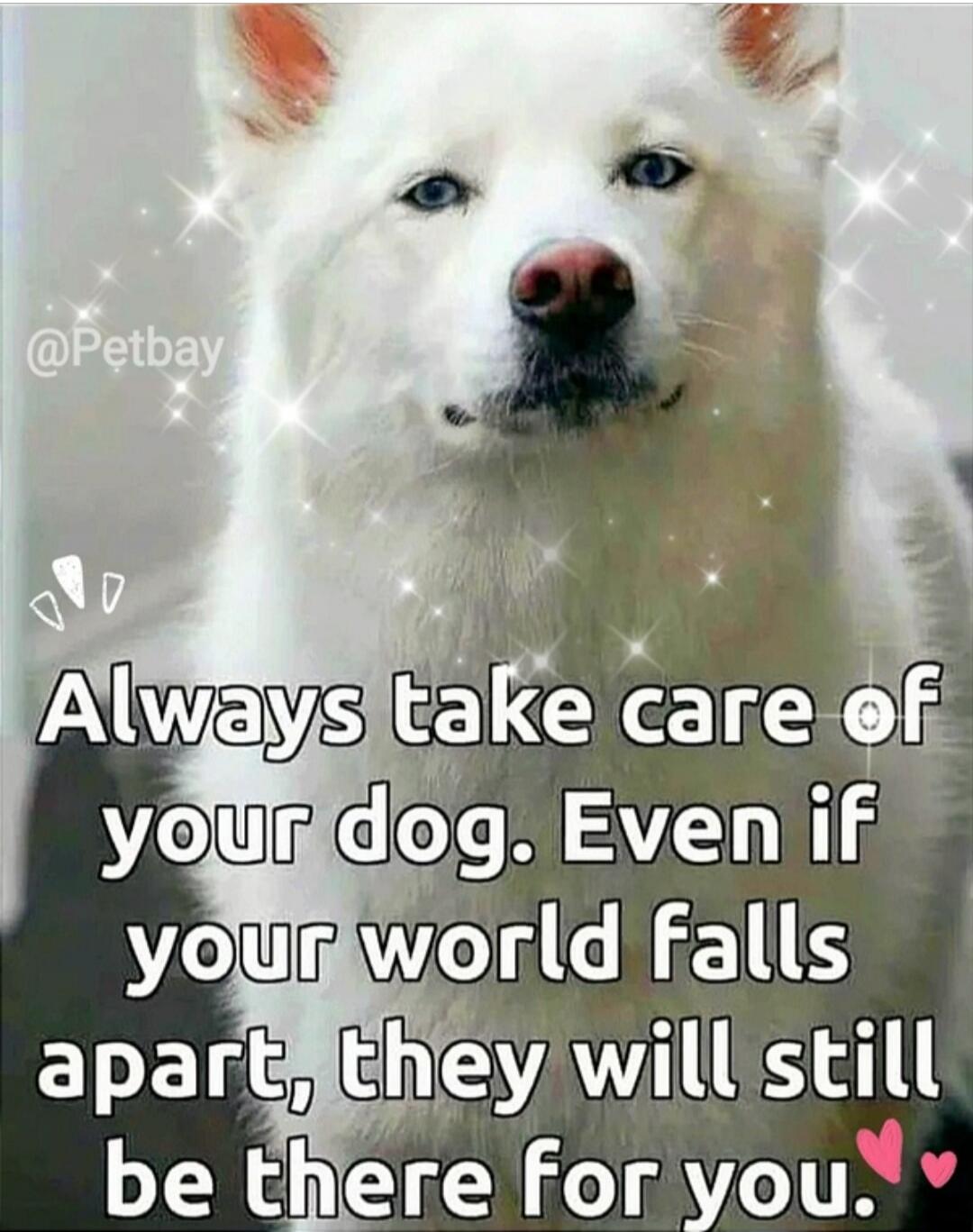 Always take care of your dog. Even if your world falls apart, they will still be there for you. @Petbay