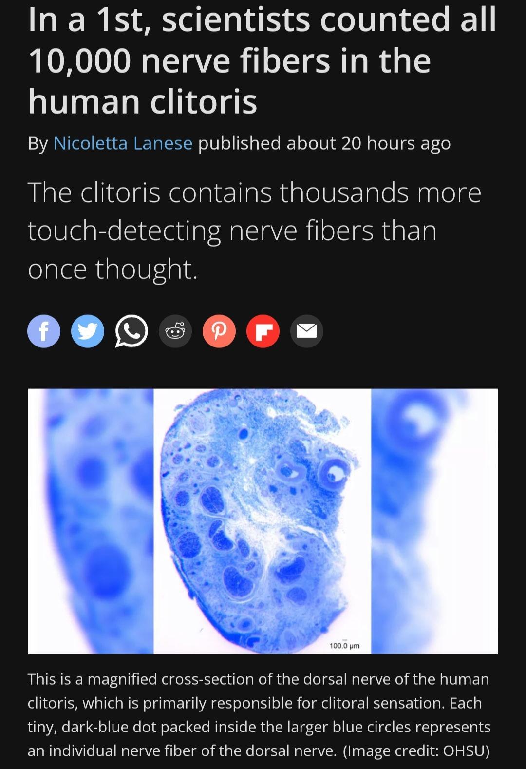 In a 1st scientists counted all 10000 nerve fibers in the human clitoris By Nicoletta Lanese published about 20 hours ago The clitoris contains thousands more touch detecting nerve fibers than folalaRualeVls1H L JORN XA This is a magnified cross section of the dorsal nerve of the human itoris which is primarily responsible for clitoral sensation Each tiny dark blue dot packed inside the larger blu