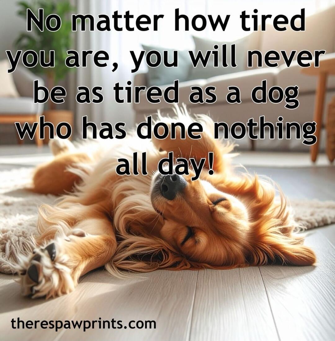No matter how tired you are, you will never be as tired as a dog who has done nothing all day!