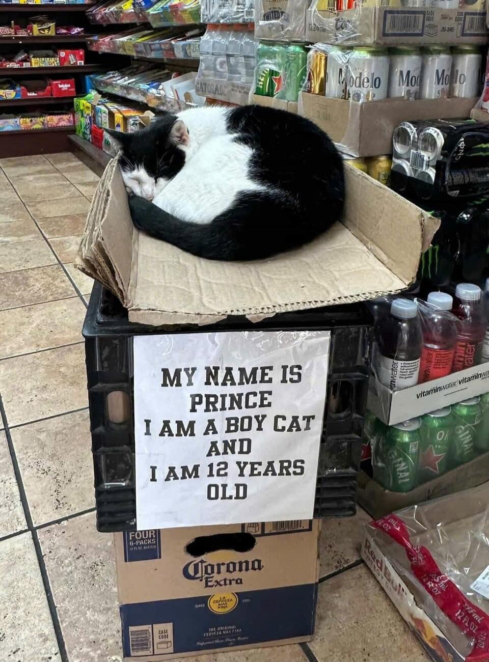MY NAME IS PRINCE I AM A BOY CAT AND I AM 12 YEARS OLD