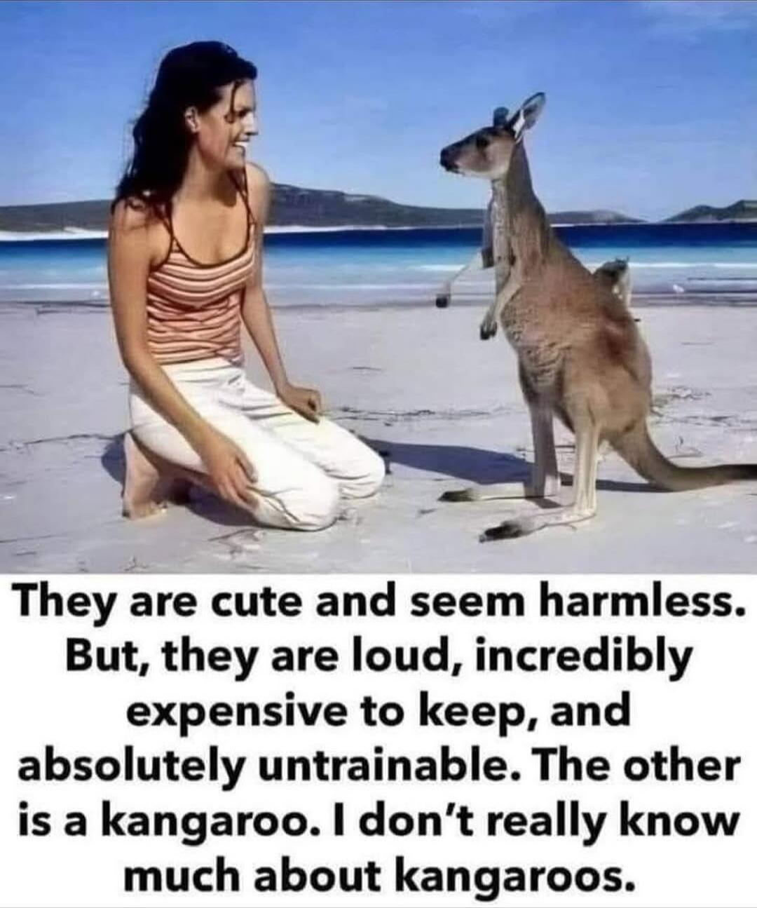 They are cute and seem harmless. But, they are loud, incredibly expensive to keep, and absolutely untrainable. The other is a kangaroo. I don't really know much about kangaroos.