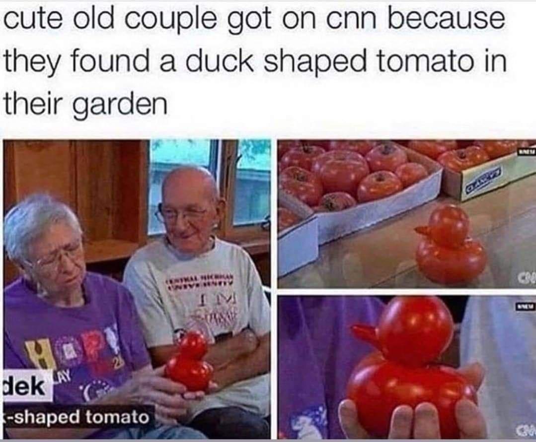 cute old couple got on cnn because they found a duck shaped tomato in their garden shaped tomato