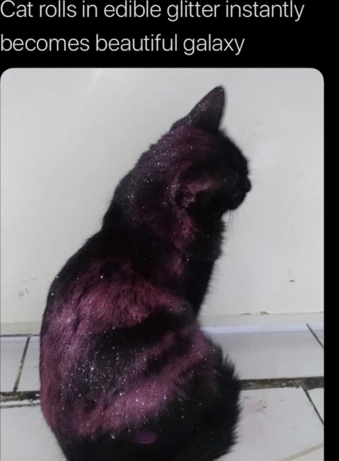 Cat rolls in edible glitter instantly becomes beautiful galaxy