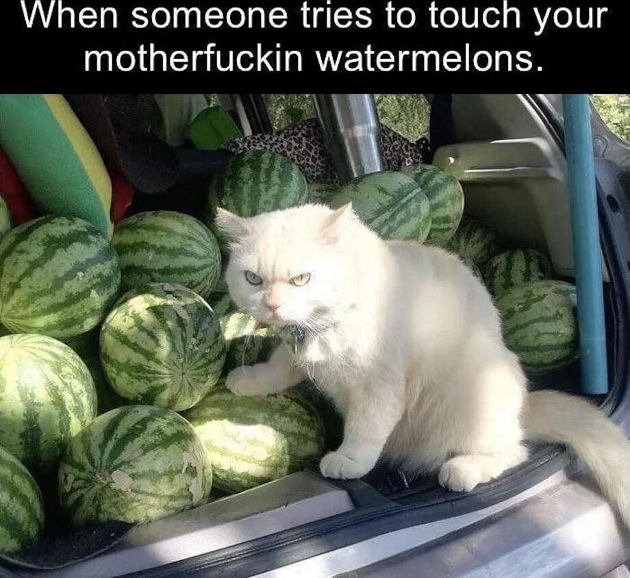 VAL RSTelnTel s CR F SR ol elV e g MVeV g motherfuckin watermelons Y X9 B