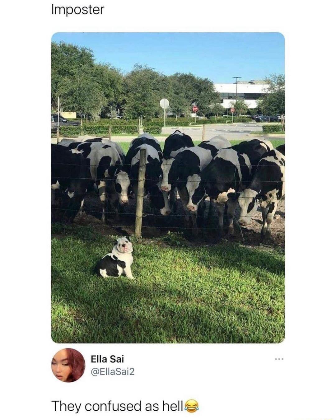 Imposter Ella Sai EllaSai2 They confused as hell