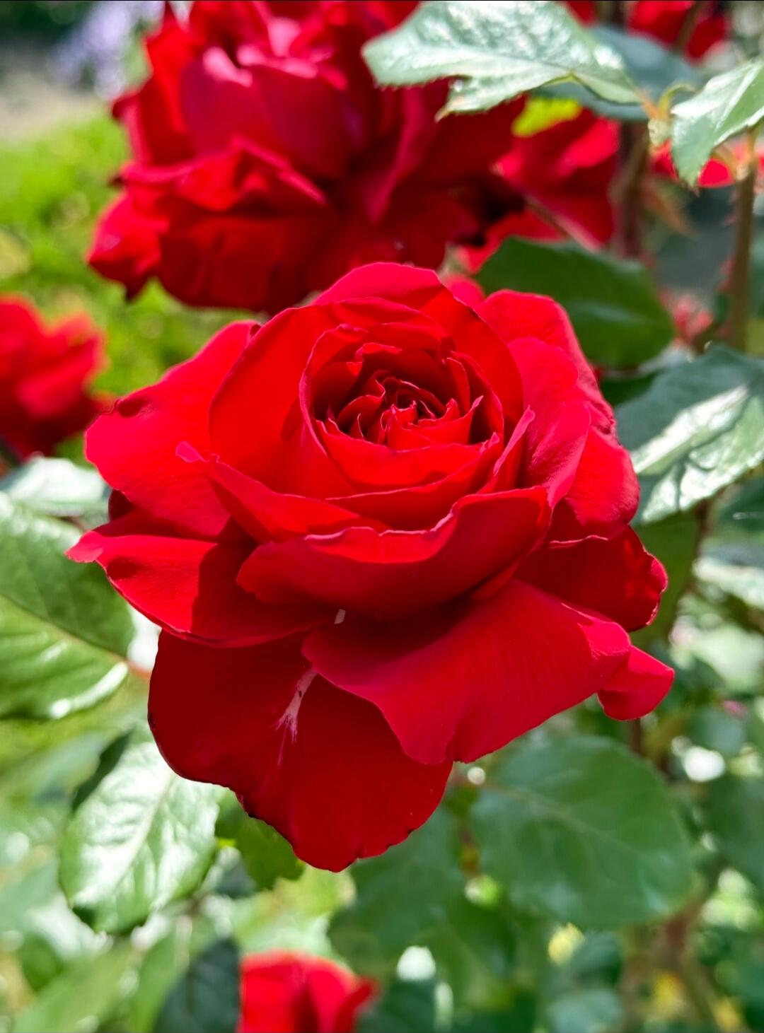 Red rose in a garden