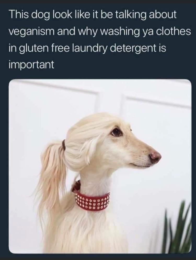 This dog look like it be talking about e ERIS nak1ale AV a VAN gl lale A2 Rellolig et in gluten free laundry detergent is pglelelgelal