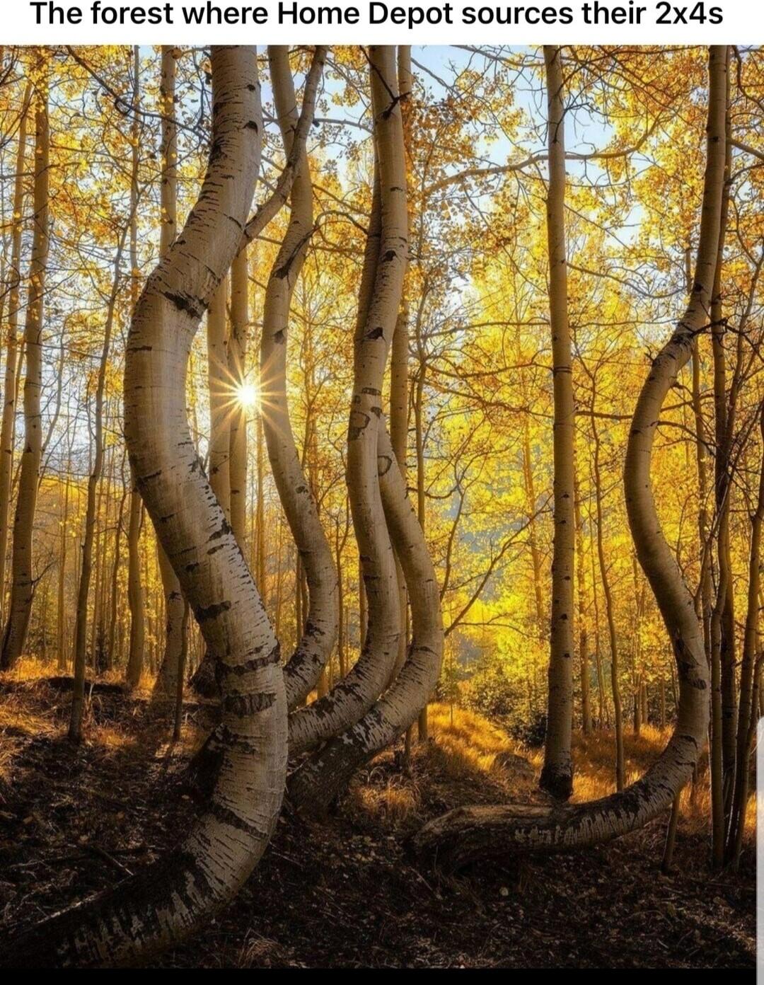 The forest where Home Depot sources their 2x4s