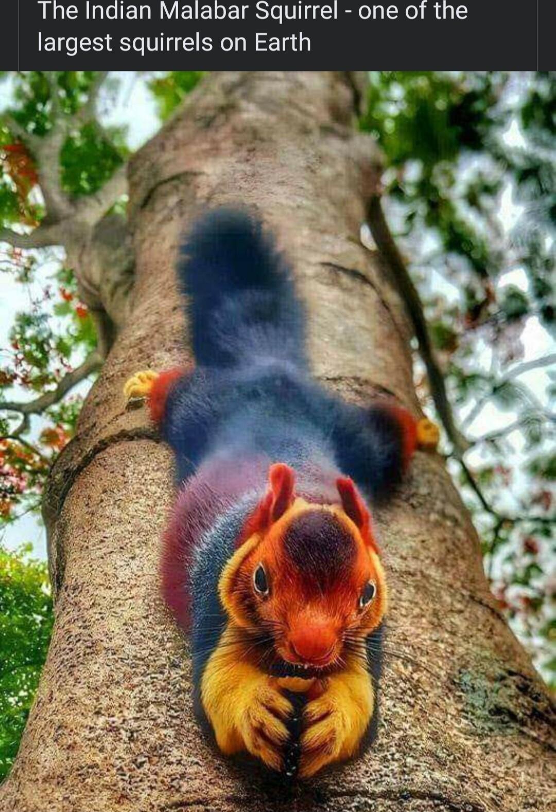 The Indian Malabar Squirrel one of the Iargest squirrels on Earth