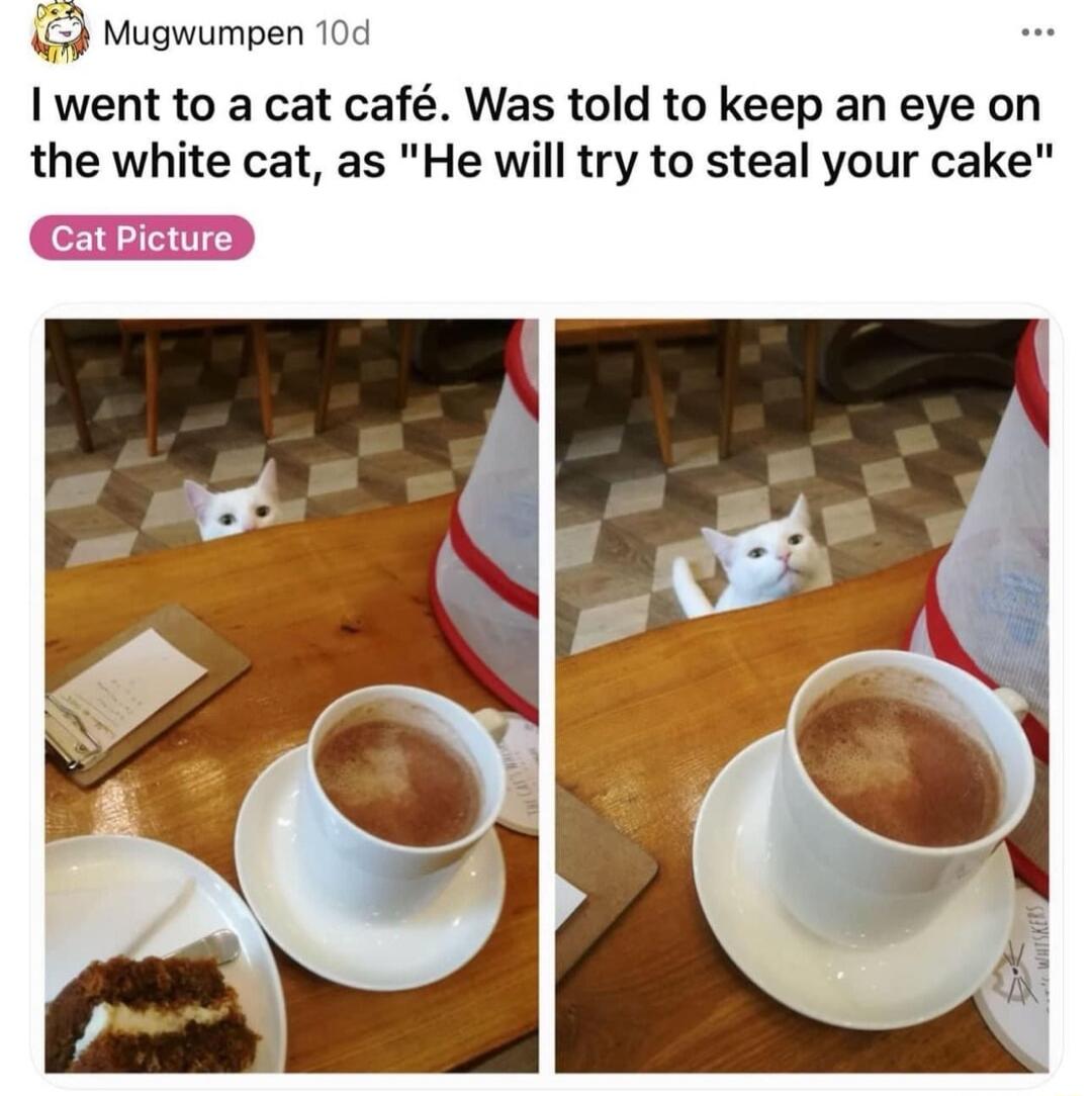9 Mugwumpen went to a cat caf Was told to keep an eye on the white cat as He will try to steal your cake