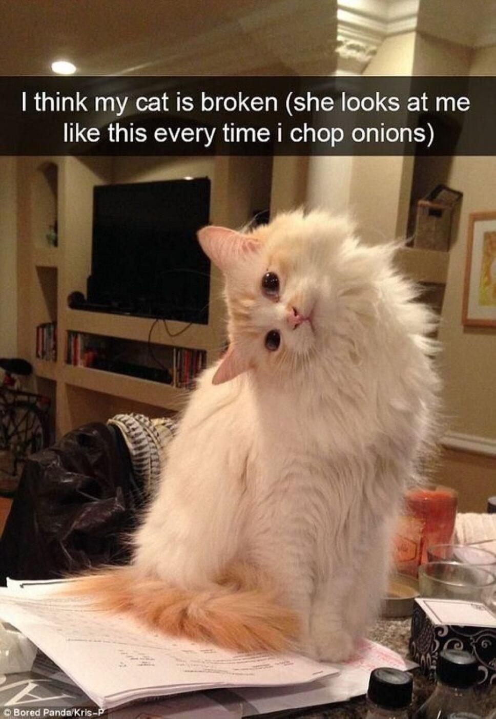 l_ think my cat is broken she looks at me like this every time i chop onions