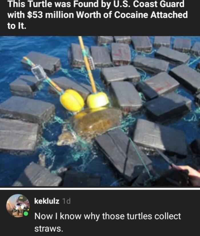 This Turtle was Found by US Coast Guard with 53 million Worth of Cocaine Attached tolt keklulz 1 Now I know why those turtles collect straws Reply 1