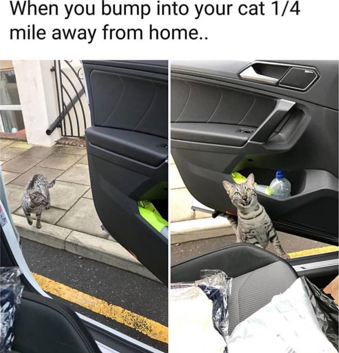 When you bump into your cat 14 mile away from home