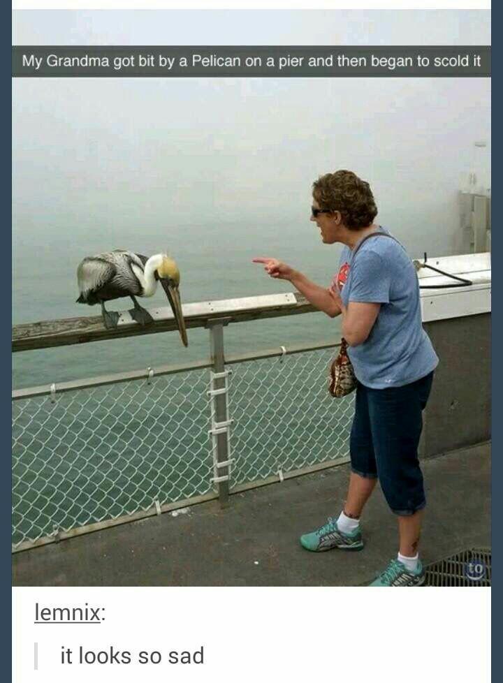 My Grandma got bit by a Pelican on a pier and then began to scold it lemnix it looks so sad