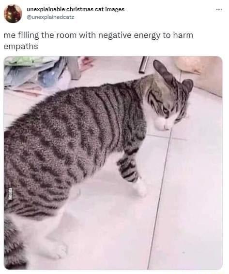 unexplainedcatz 5 unexplainsble christmas cat images me filling the room with negative energy to harm empaths e
