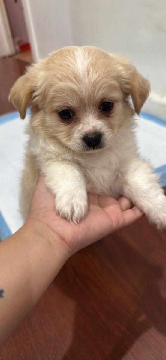 A small fluffy puppy being held in a person's hand.