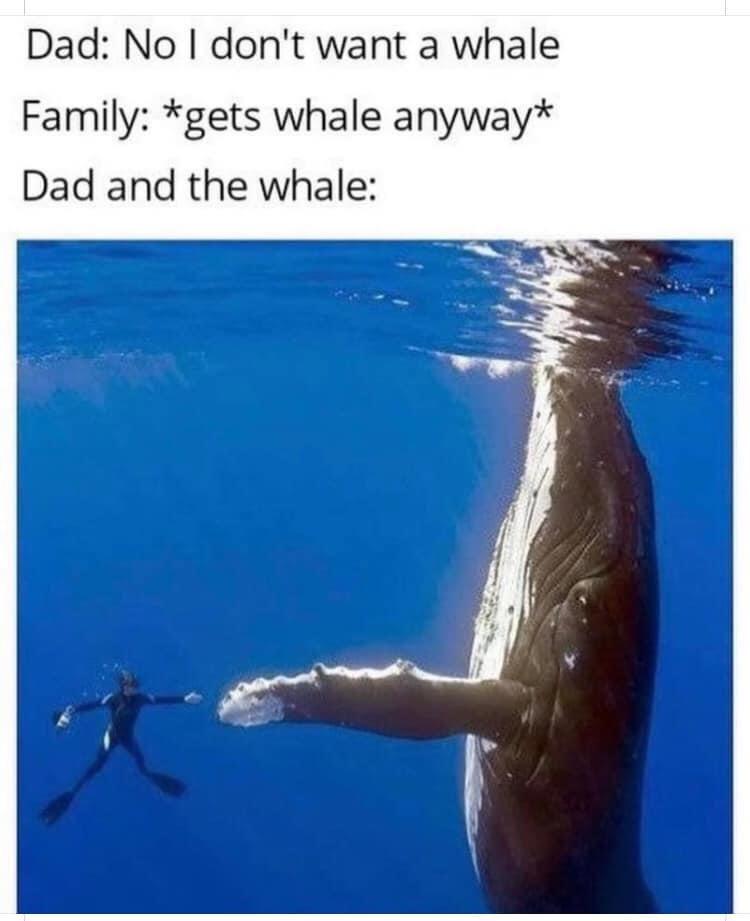 Dad No dont want a whale Family gets whale anyway Dad and the whale