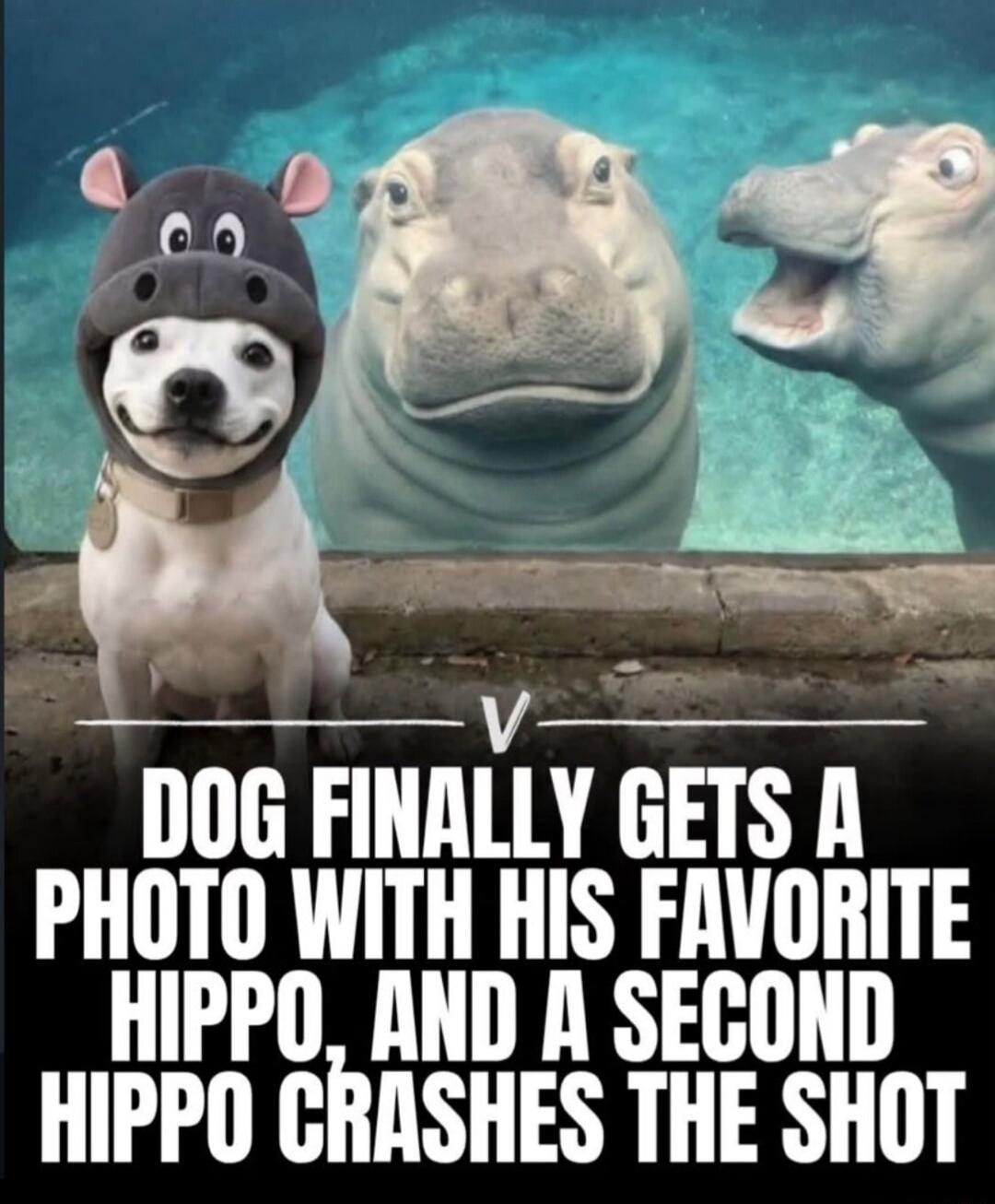 V
DOG FINALLY GETS A PHOTO WITH HIS FAVORITE HIPPO, AND A SECOND HIPPO CRASHES THE SHOT
