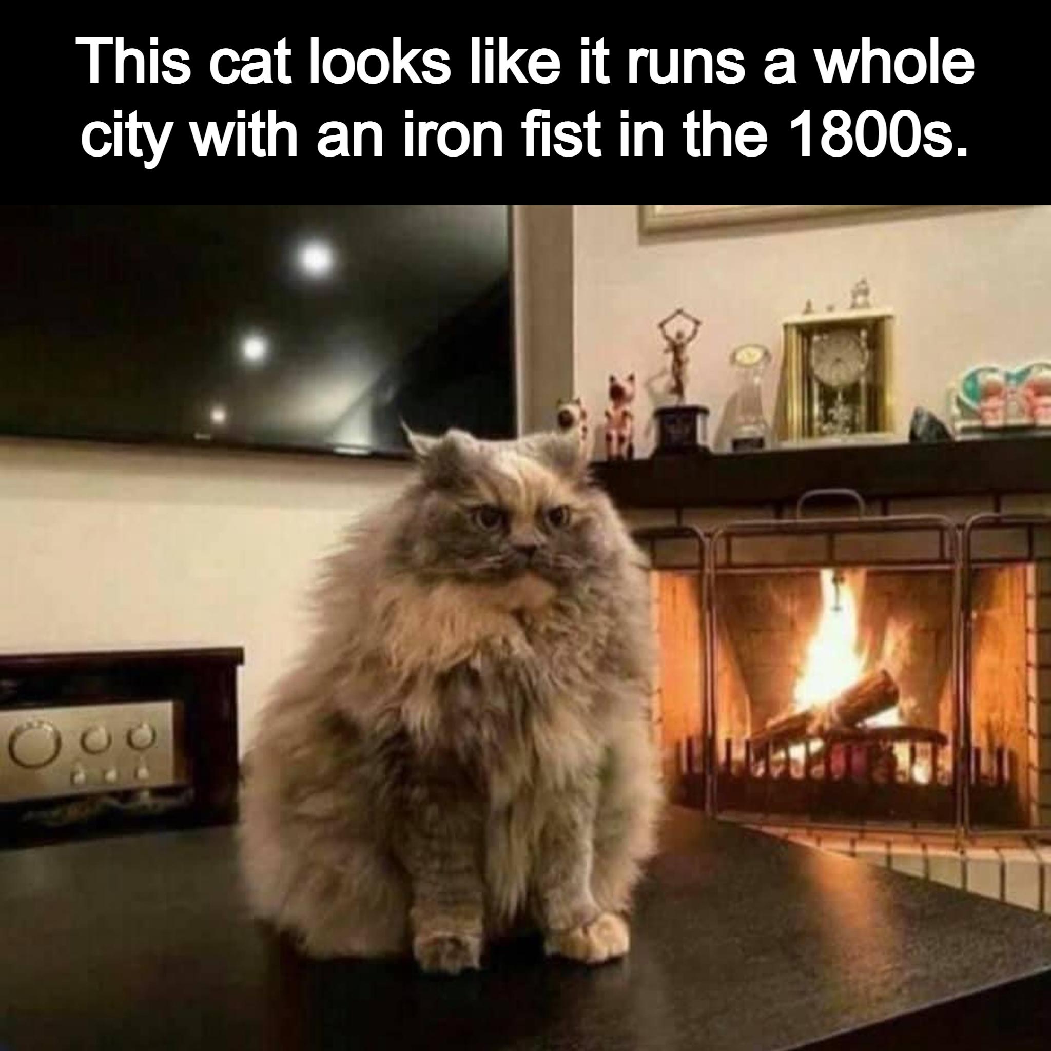 This cat looks like it runs a whole city with an iron fist in the 1800s
